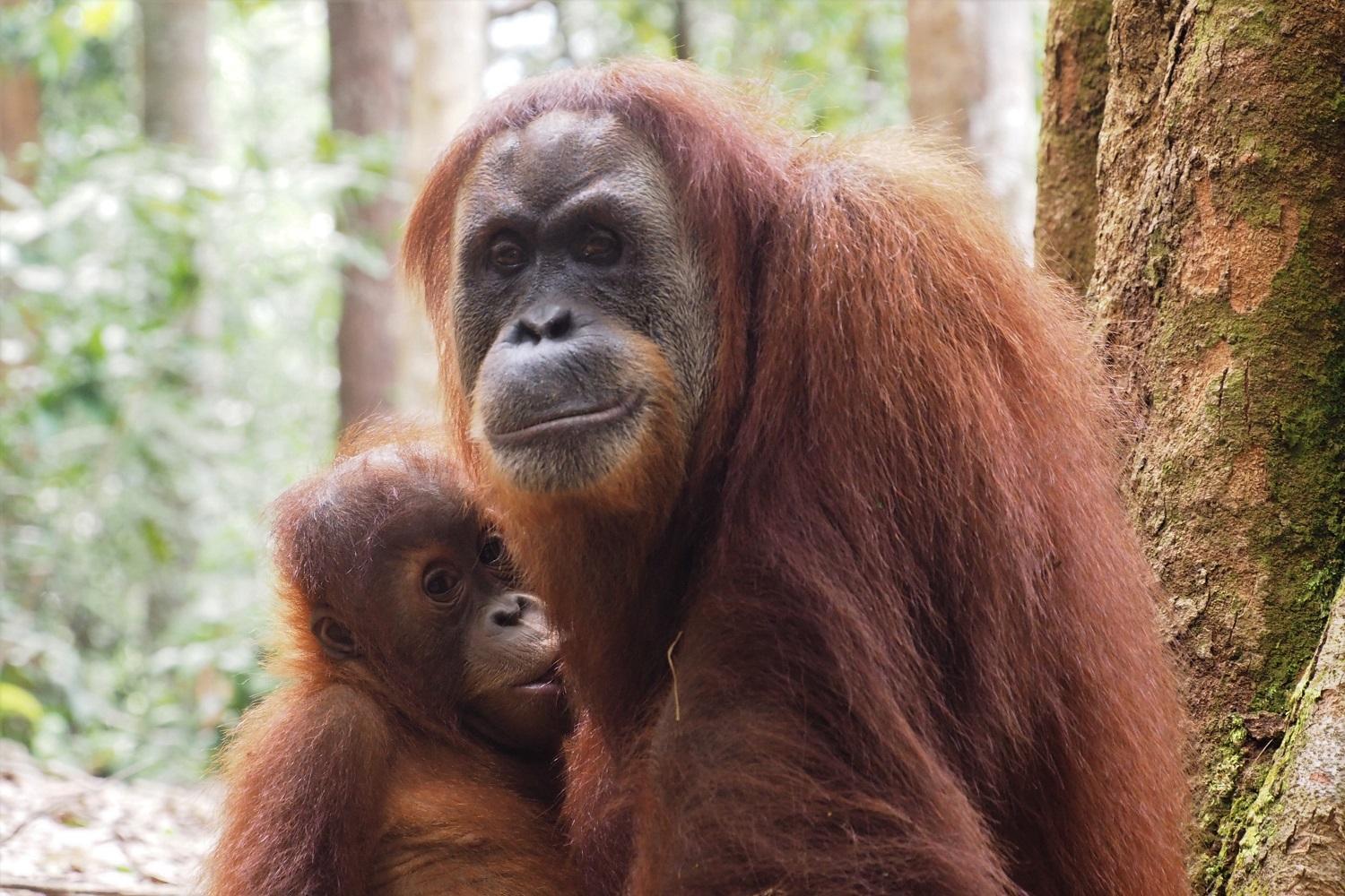 Thejungleguide - Lodges & Treks Bukit Lawang Exterior photo